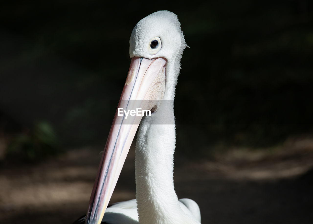 Close-up of a pelican