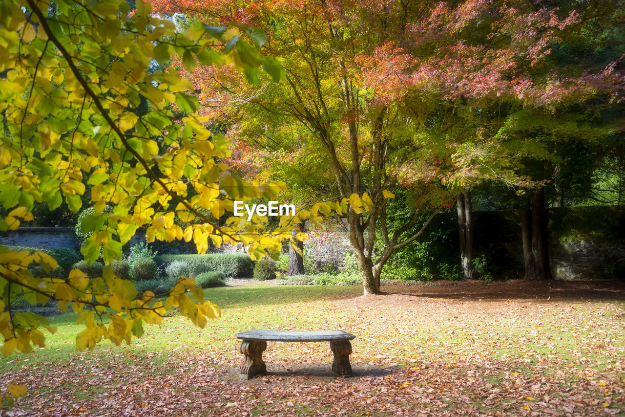 TREES IN PARK