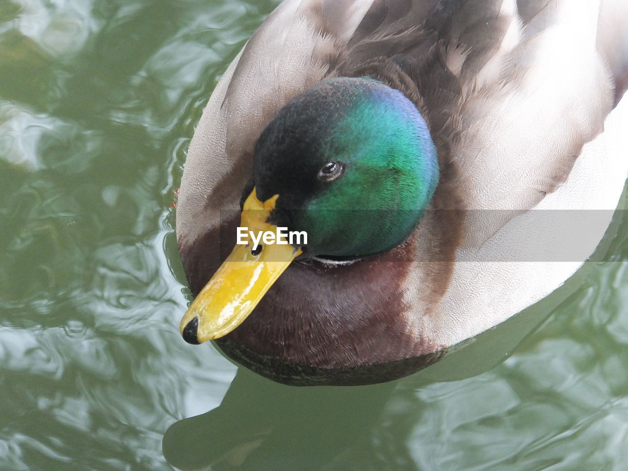 High angle view of duck swimming in lake