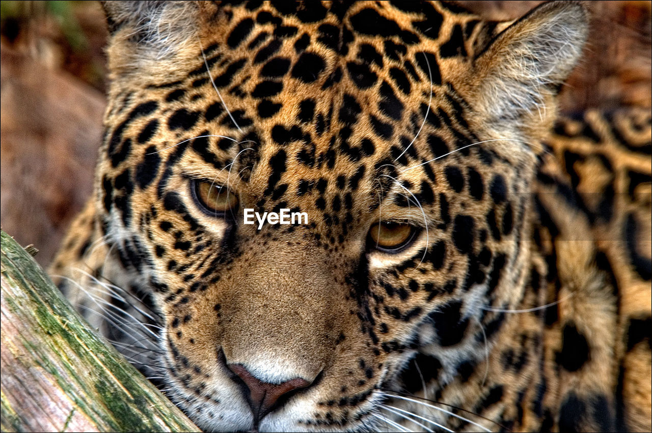 Close-up portrait of a jaguar