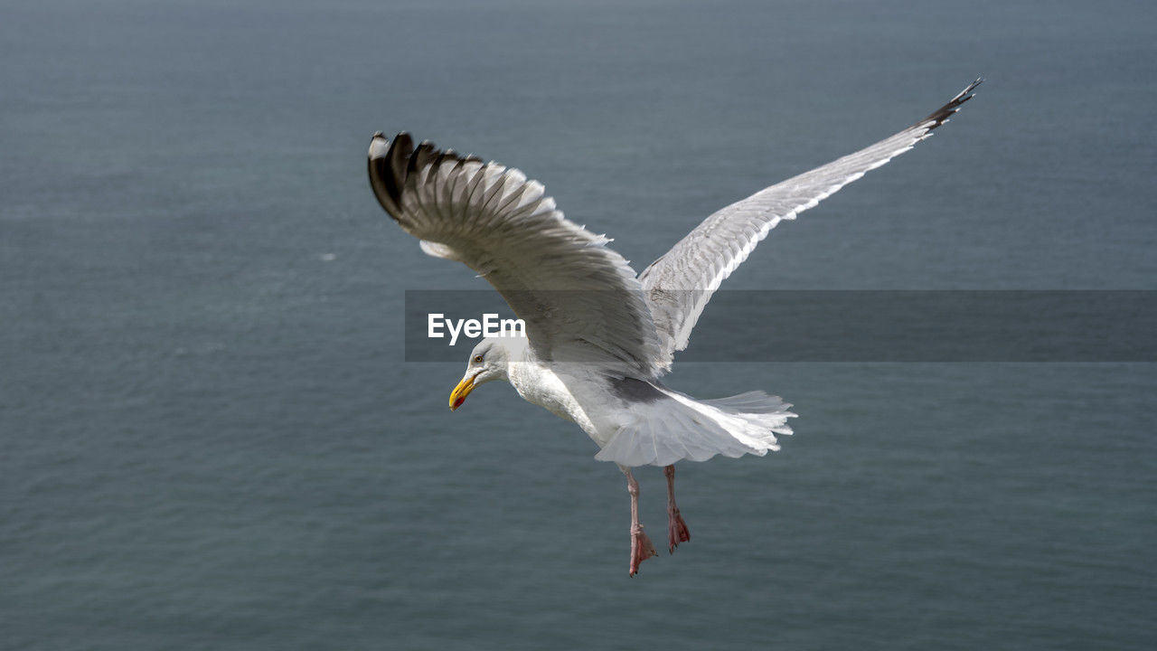 animal themes, animal, bird, animal wildlife, wildlife, flying, spread wings, one animal, beak, water, gull, seabird, animal body part, wing, nature, animal wing, no people, sea, motion, mid-air, beauty in nature, european herring gull, outdoors, seagull, day, full length