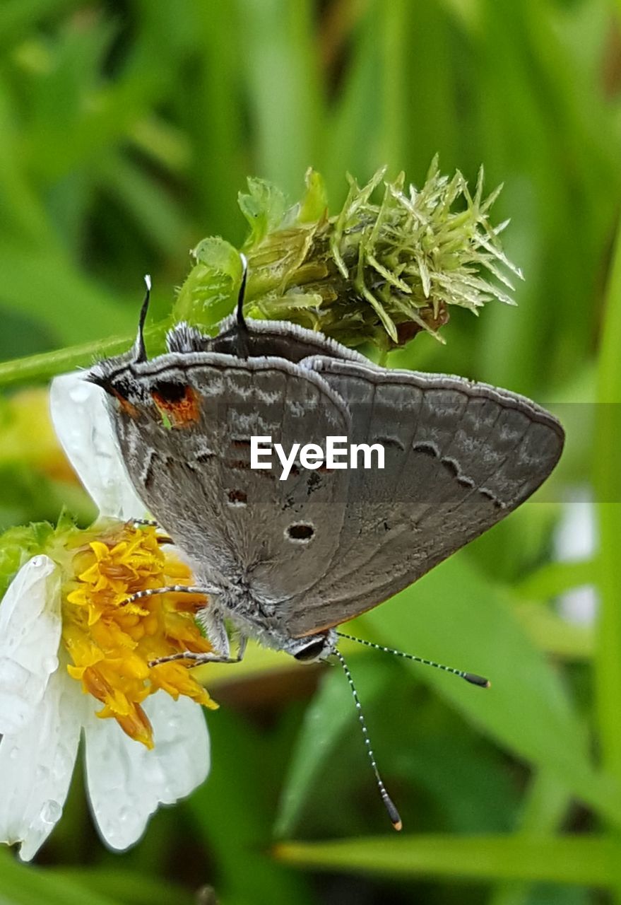 Close-up of butterfly pollinating on flower