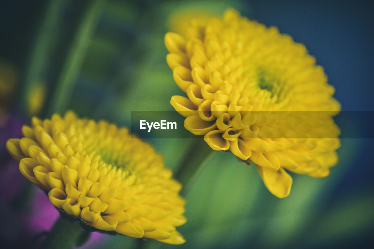 Close-up of yellow flowering plant