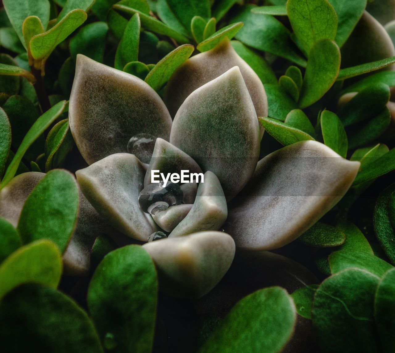 Full frame shot of fresh green plants