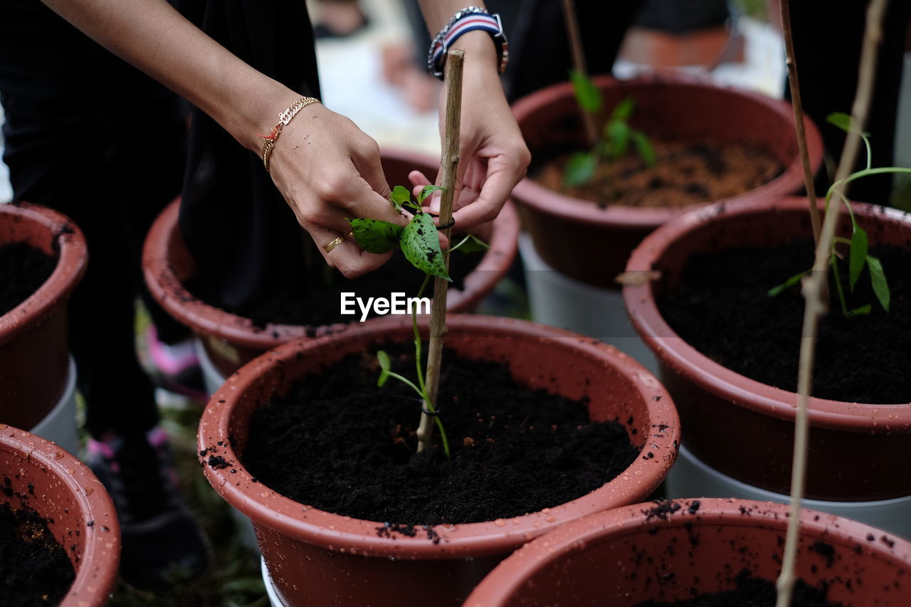 Close-up of hands potting plant