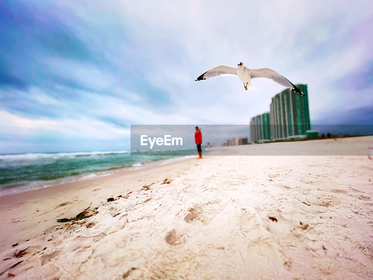 BIRDS FLYING OVER BEACH