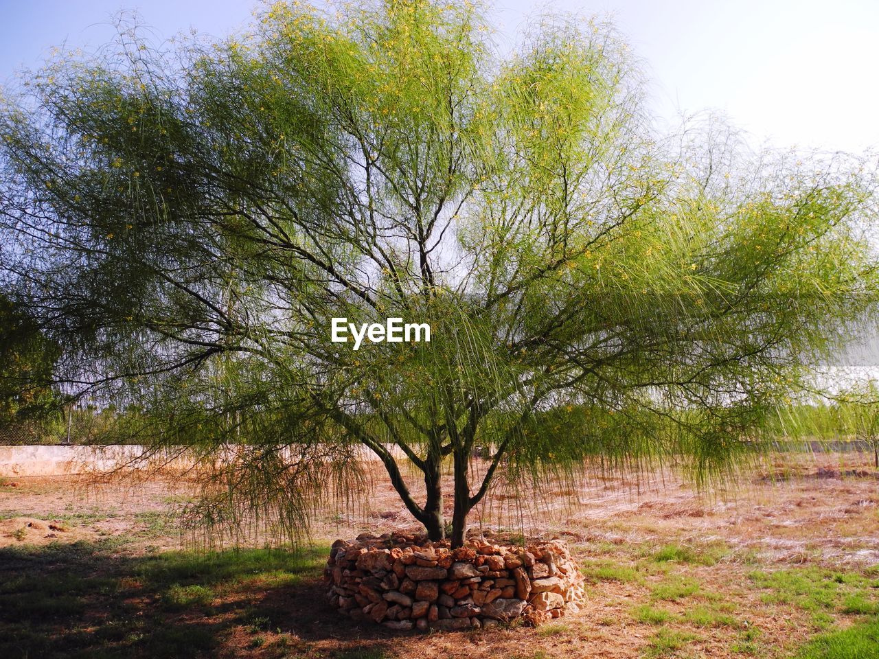 Weeping willow tree on field