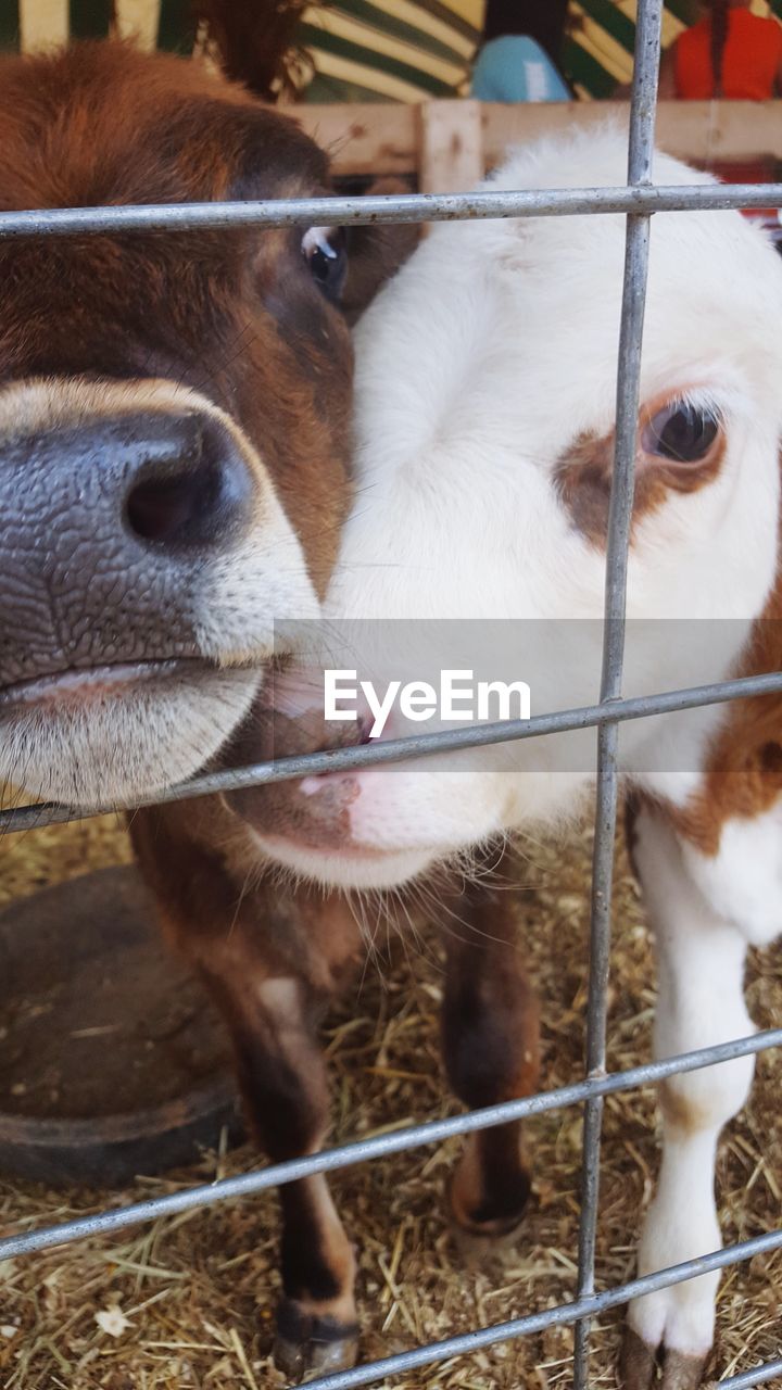 CLOSE-UP PORTRAIT OF COWS