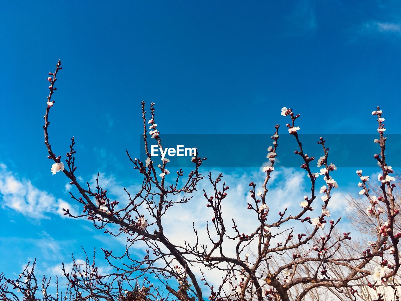 Low angle view of flowering plants against blue sky