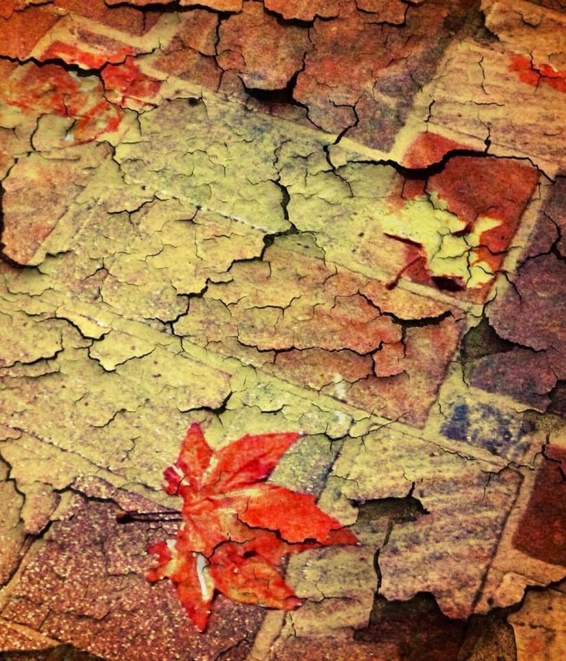 CLOSE-UP OF RED LEAVES ON BRICK WALL