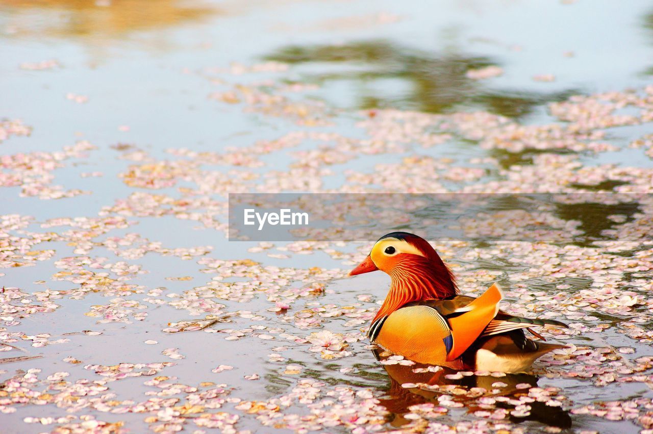 Mandarin duck swimming in pond