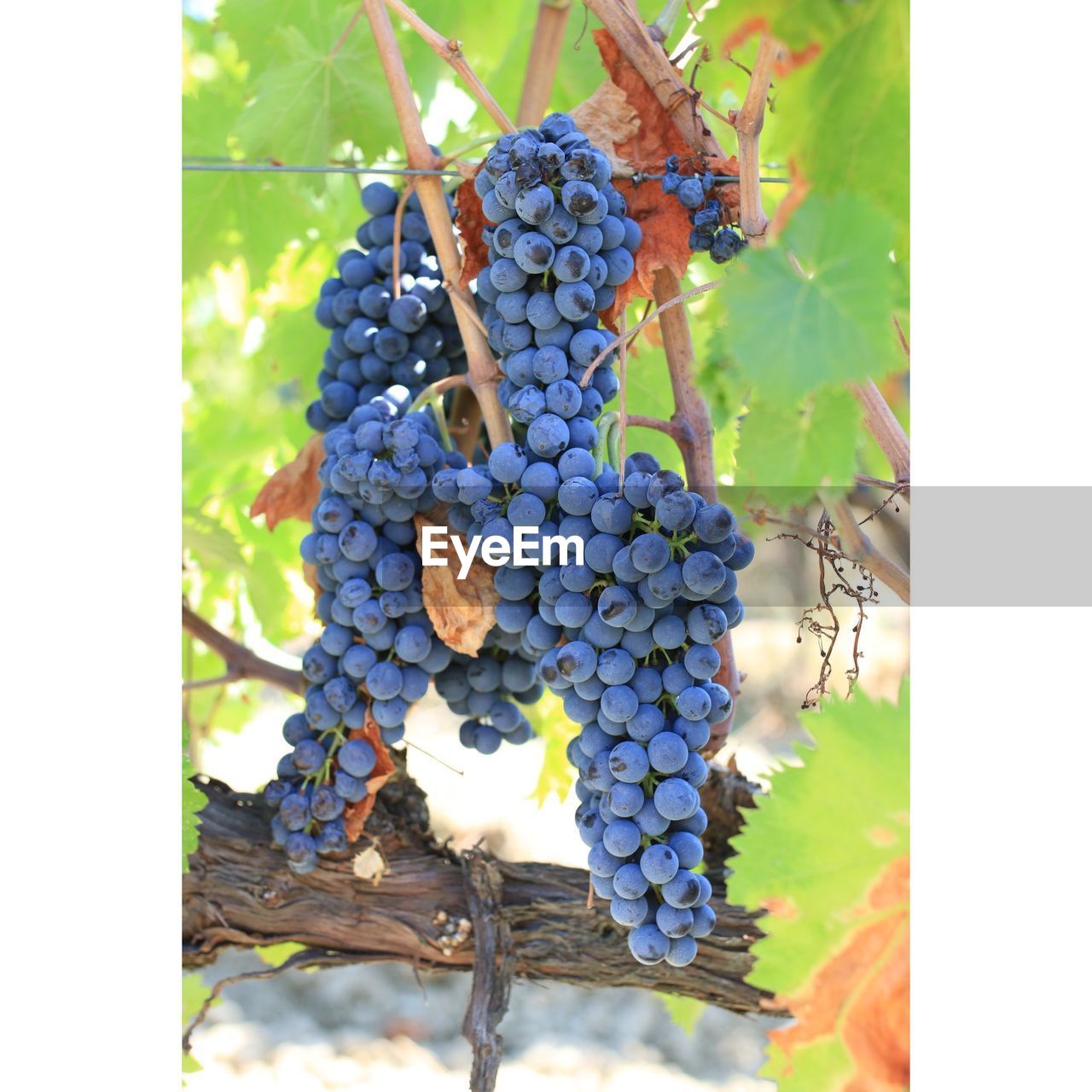 Close-up of grapes growing in vineyard