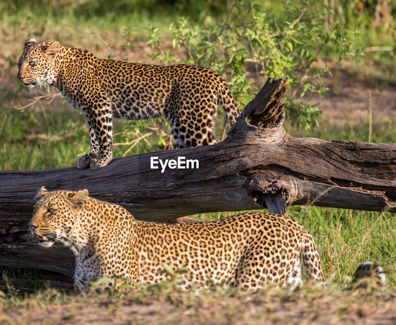 Leopards by fallen tree at zoo