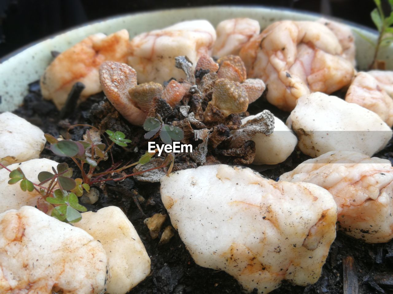HIGH ANGLE VIEW OF MUSHROOMS ON PLATE