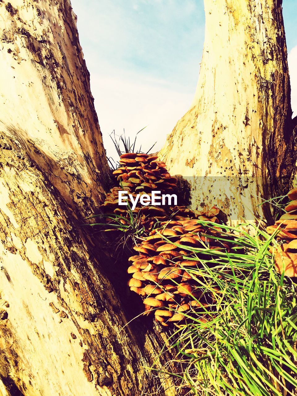 LOW ANGLE VIEW OF TREE TRUNK