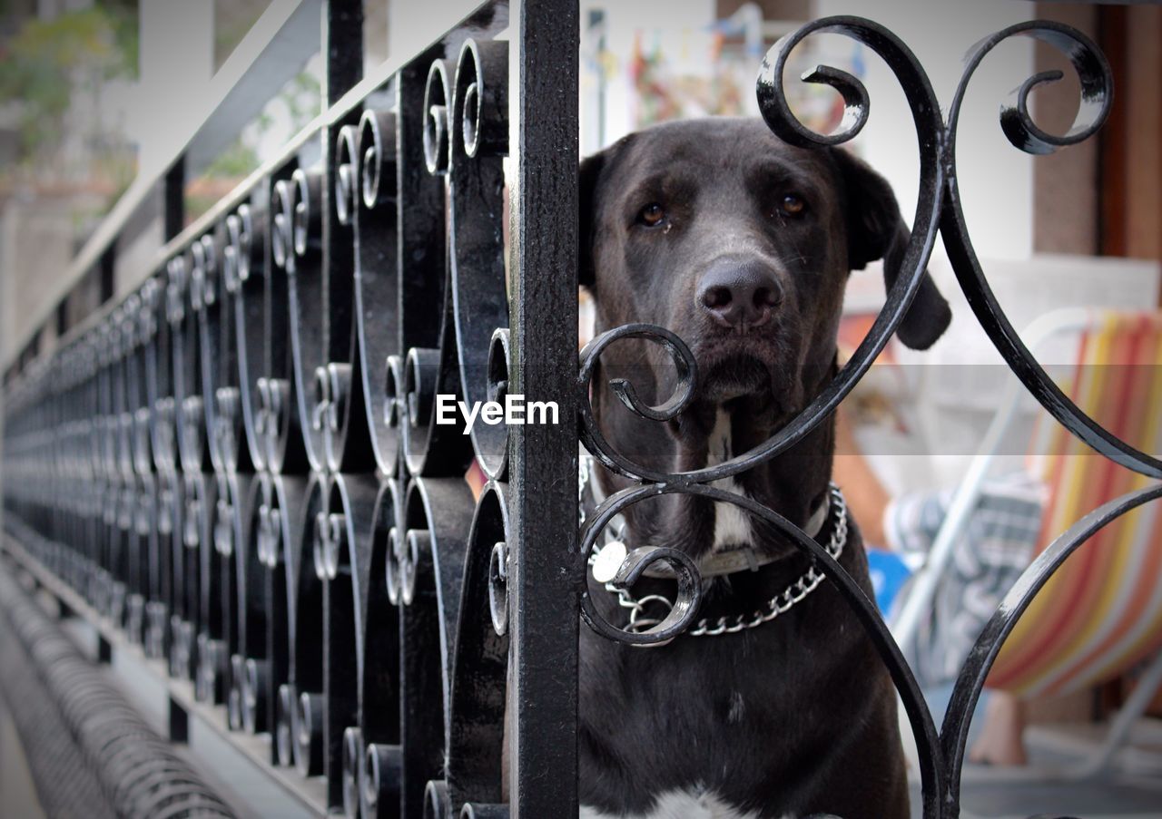 Portrait of dog looking through gate