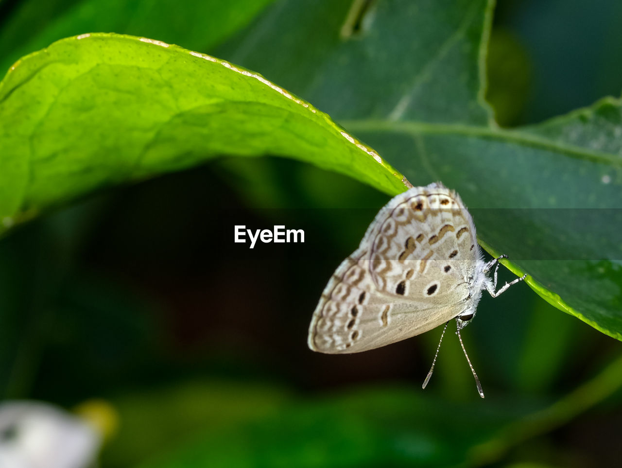 BUTTERFLY ON GREEN LEAF