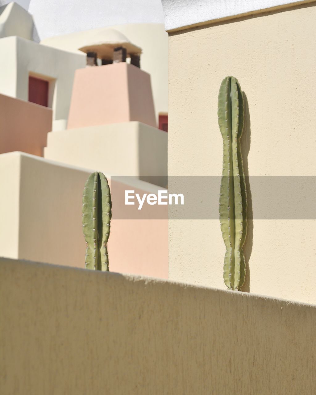 Close-up of cactus growing against wall