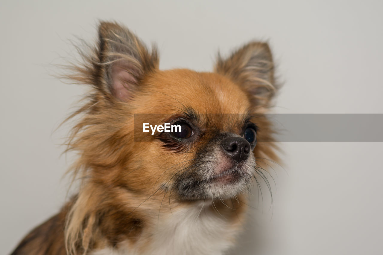 Close-up of dog against white background