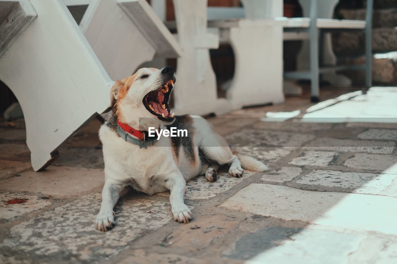 Dog yawning while sitting in back yard