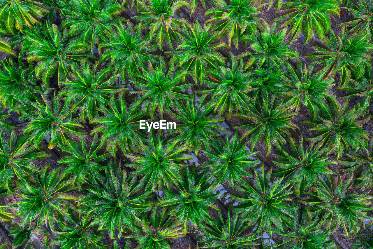 Aerial view of coconut farm in samut sakhon province,thailand