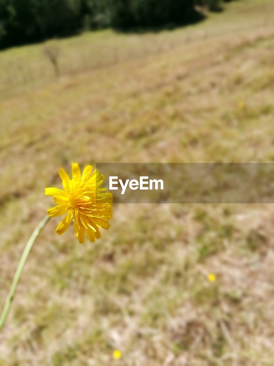 CLOSE-UP OF YELLOW FLOWERS BLOOMING IN FIELD