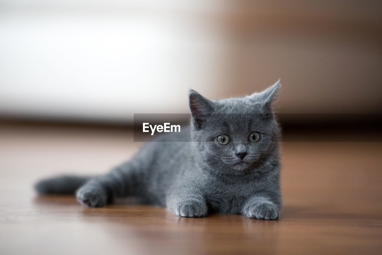 PORTRAIT OF CAT ON WOODEN TABLE