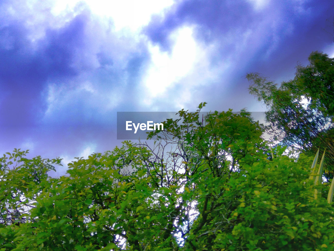 LOW ANGLE VIEW OF TREES AGAINST CLOUDS