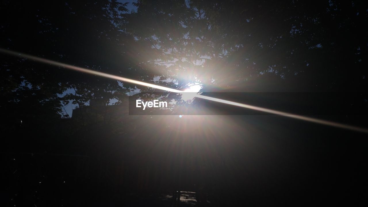 LOW ANGLE VIEW OF TREES AGAINST SKY DURING SUNNY DAY