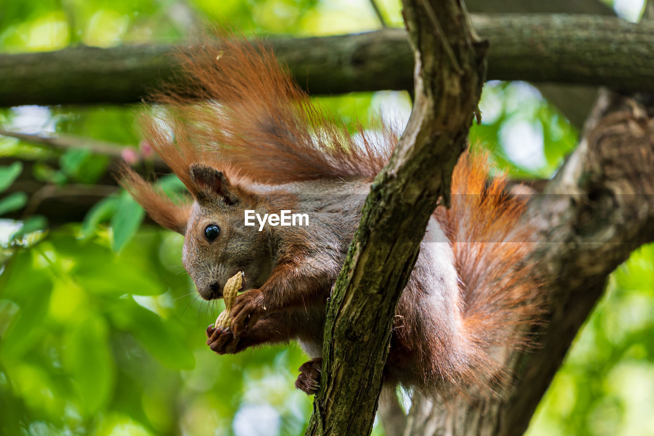 Close-up of squirrel on tree