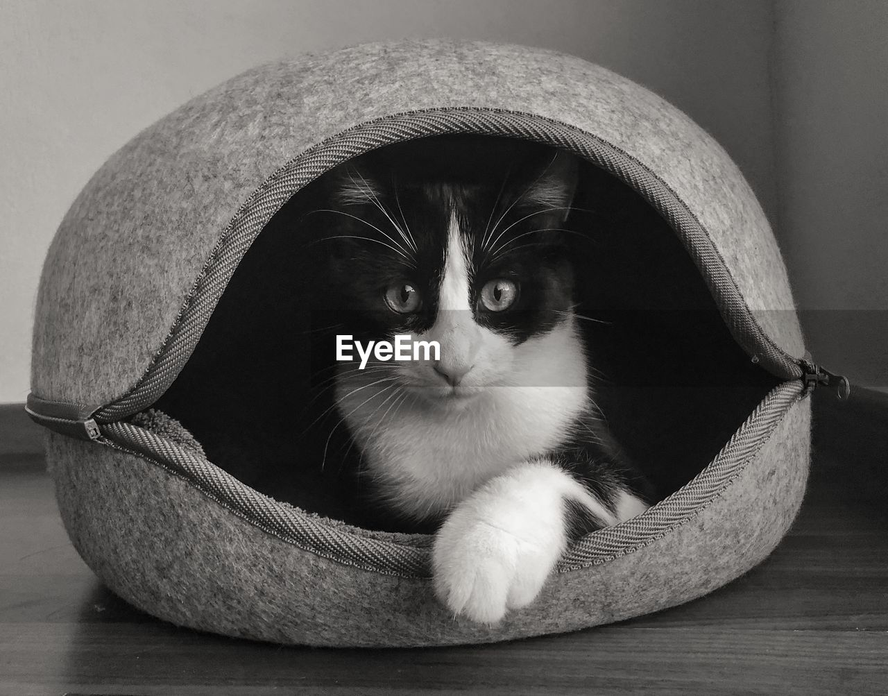 Close-up portrait of cat in basket