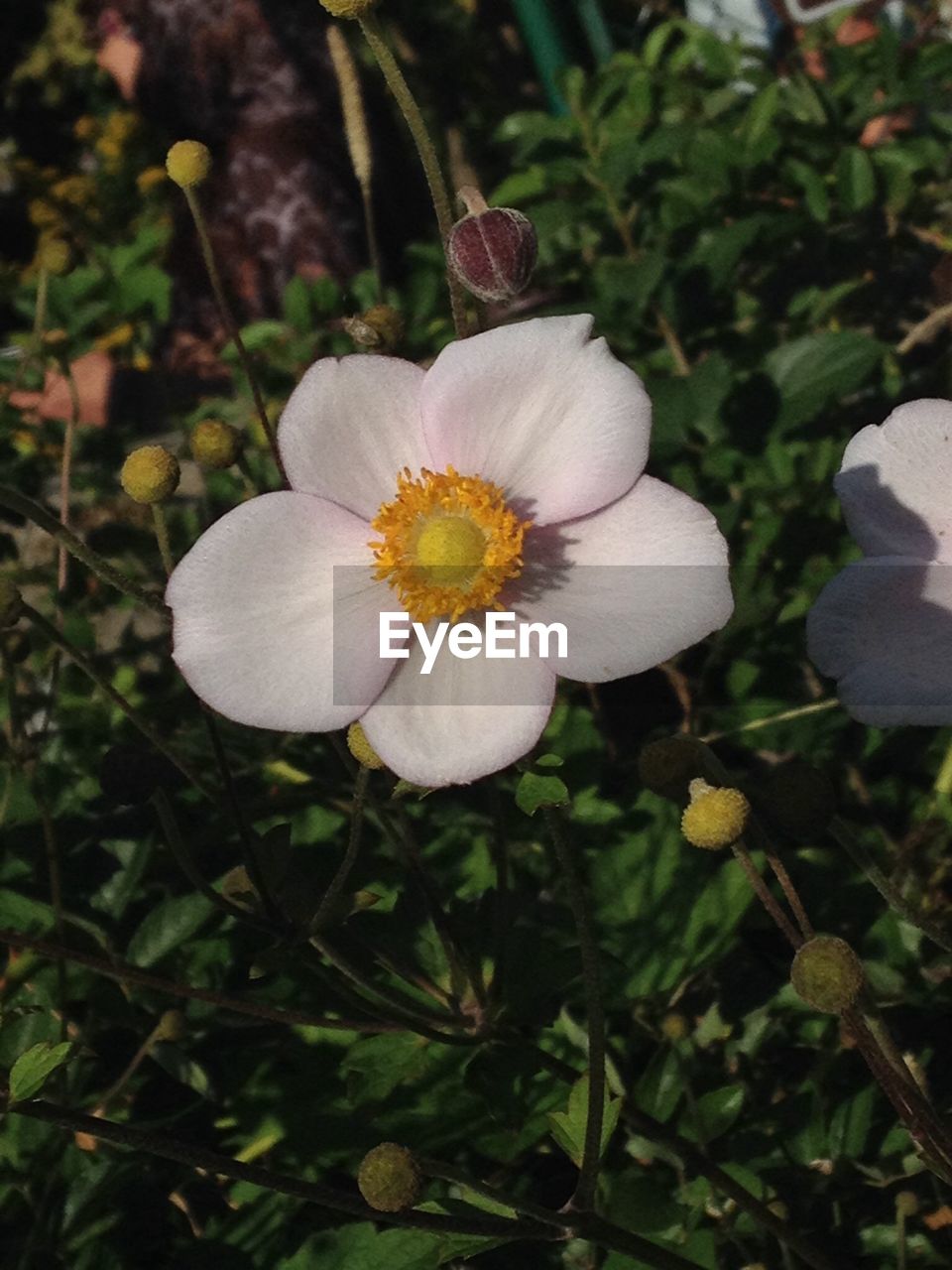 Close-up of white flower