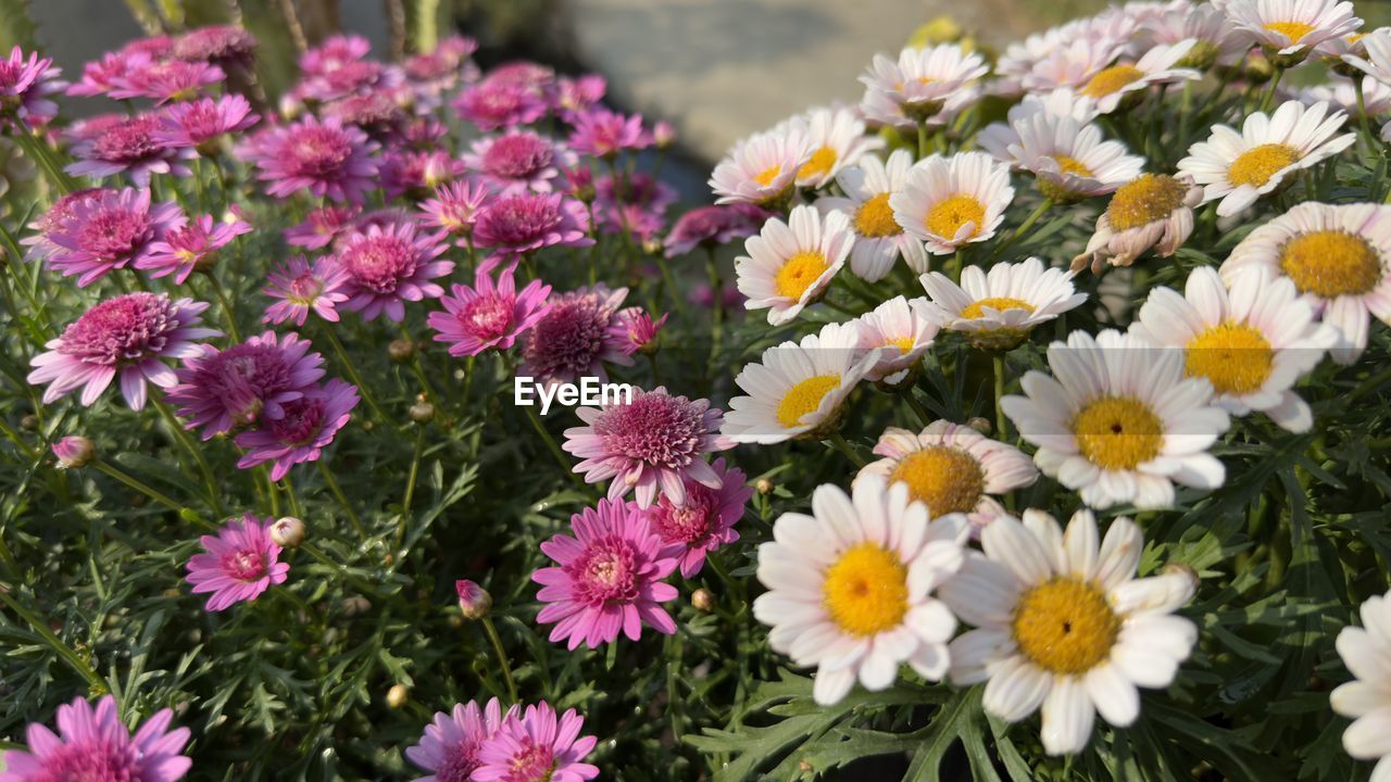 flower, flowering plant, plant, freshness, beauty in nature, fragility, flower head, petal, nature, growth, inflorescence, close-up, pink, no people, daisy, botany, springtime, multi colored, day, outdoors, field, flowerbed, yellow, chrysanths, high angle view, land, meadow, blossom, white, pollen, abundance, plant part, garden cosmos