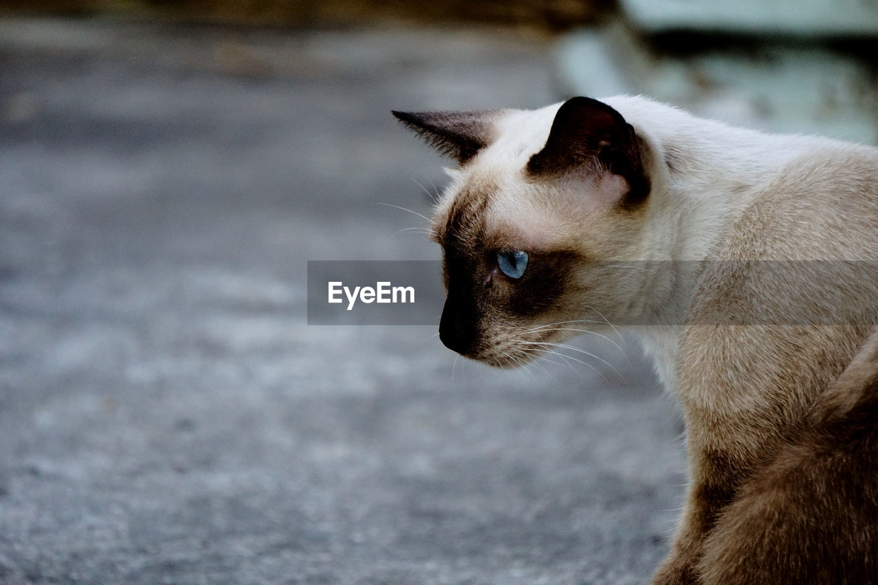 Close-up of siamese cat looking away