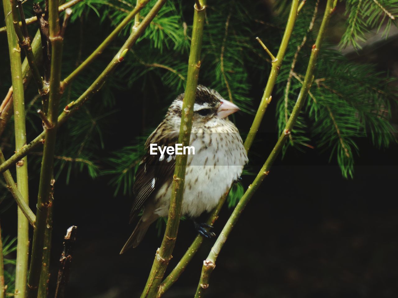 BIRD PERCHING ON BRANCH