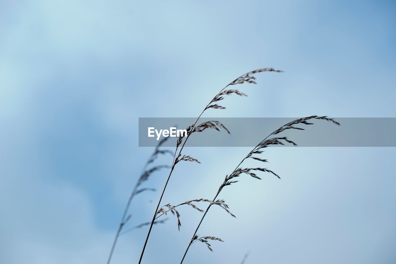 Low angle view of trees against blue sky