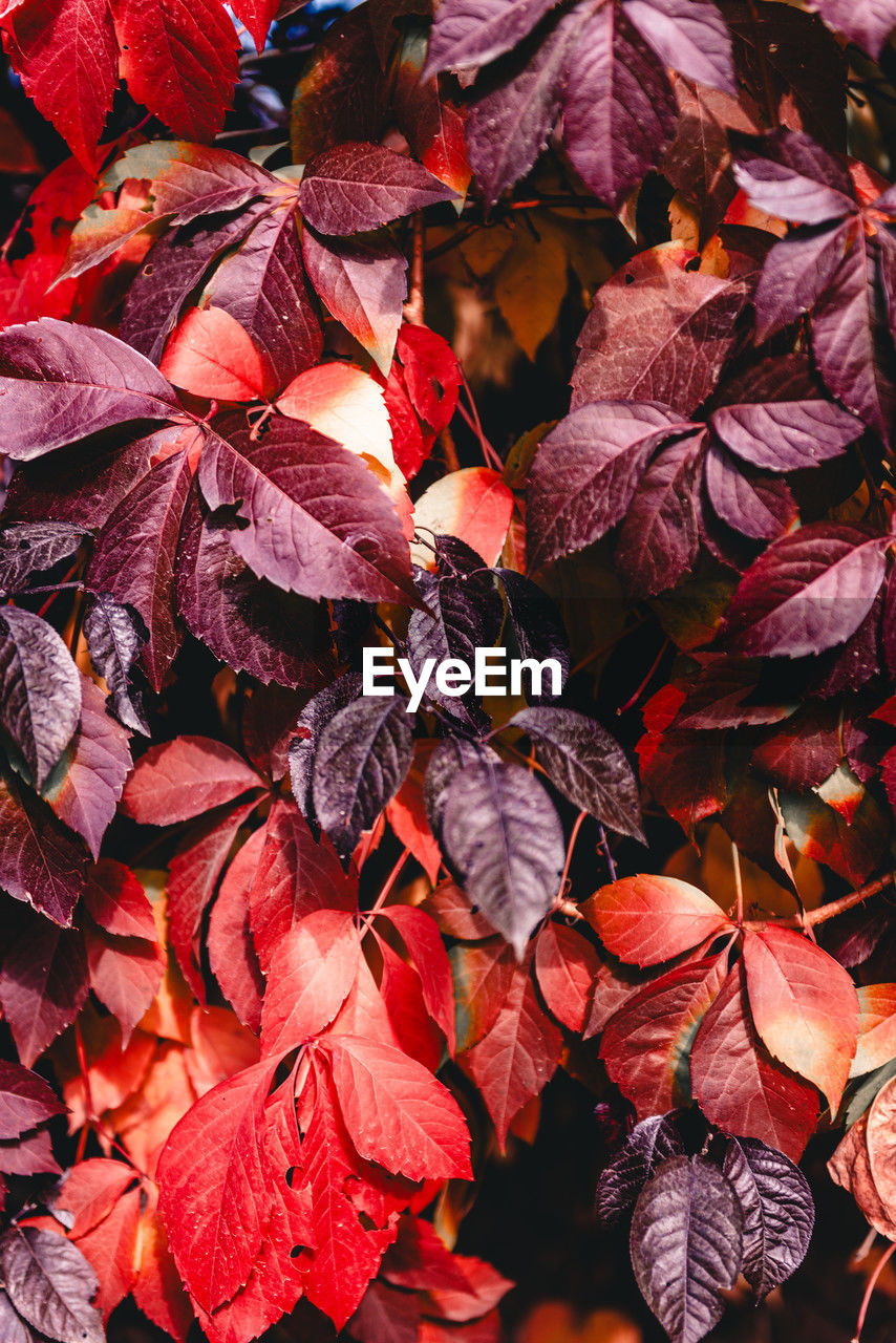 red, leaf, plant part, autumn, plant, tree, petal, nature, branch, no people, flower, full frame, beauty in nature, backgrounds, close-up, day, leaves, outdoors, abundance, fragility, dry, high angle view, leaf vein