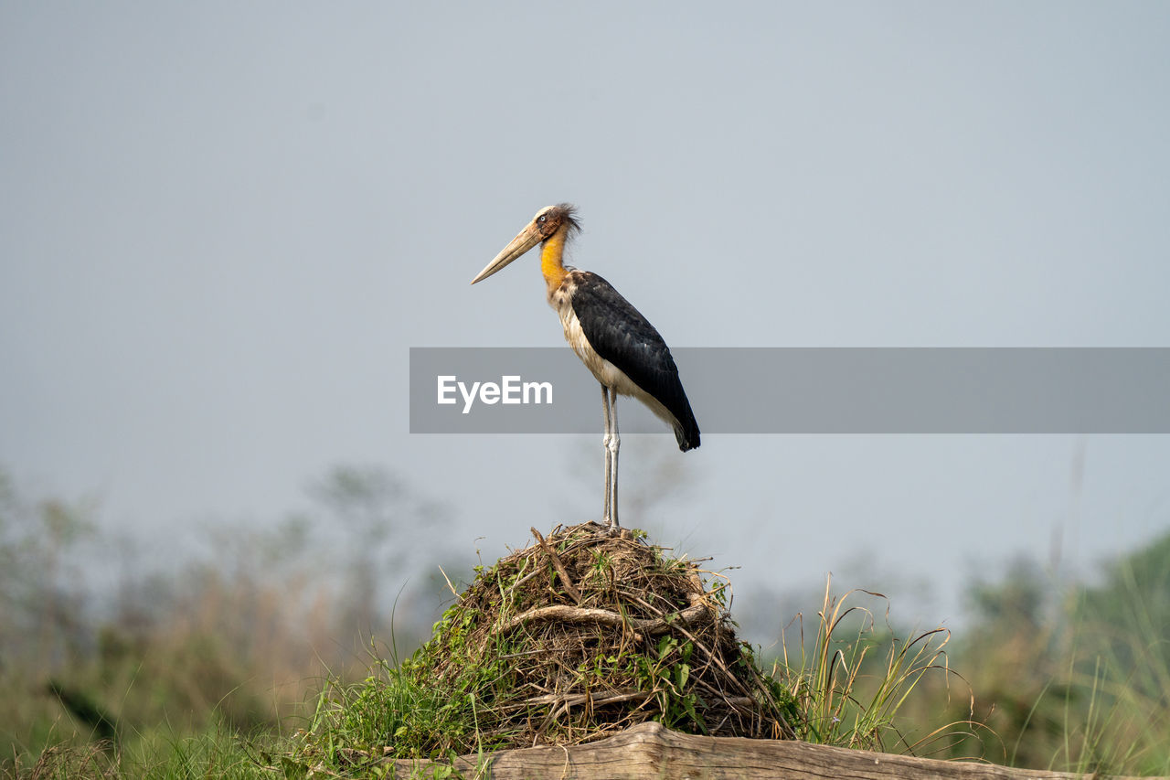 bird, animal themes, animal, animal wildlife, wildlife, stork, ciconiiformes, one animal, nature, white stork, no people, plant, beak, outdoors, perching, day, full length, sky, animal body part, tree