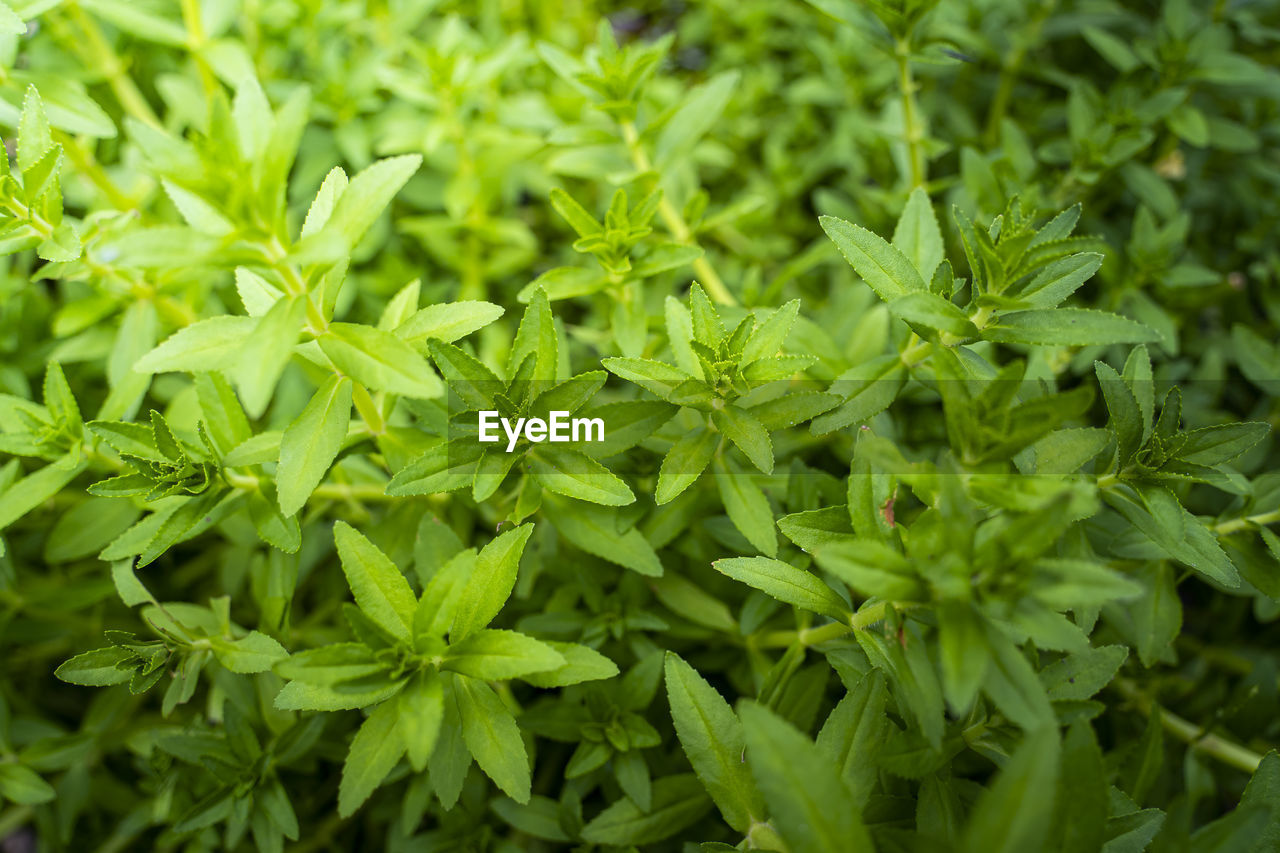 FULL FRAME SHOT OF PLANTS