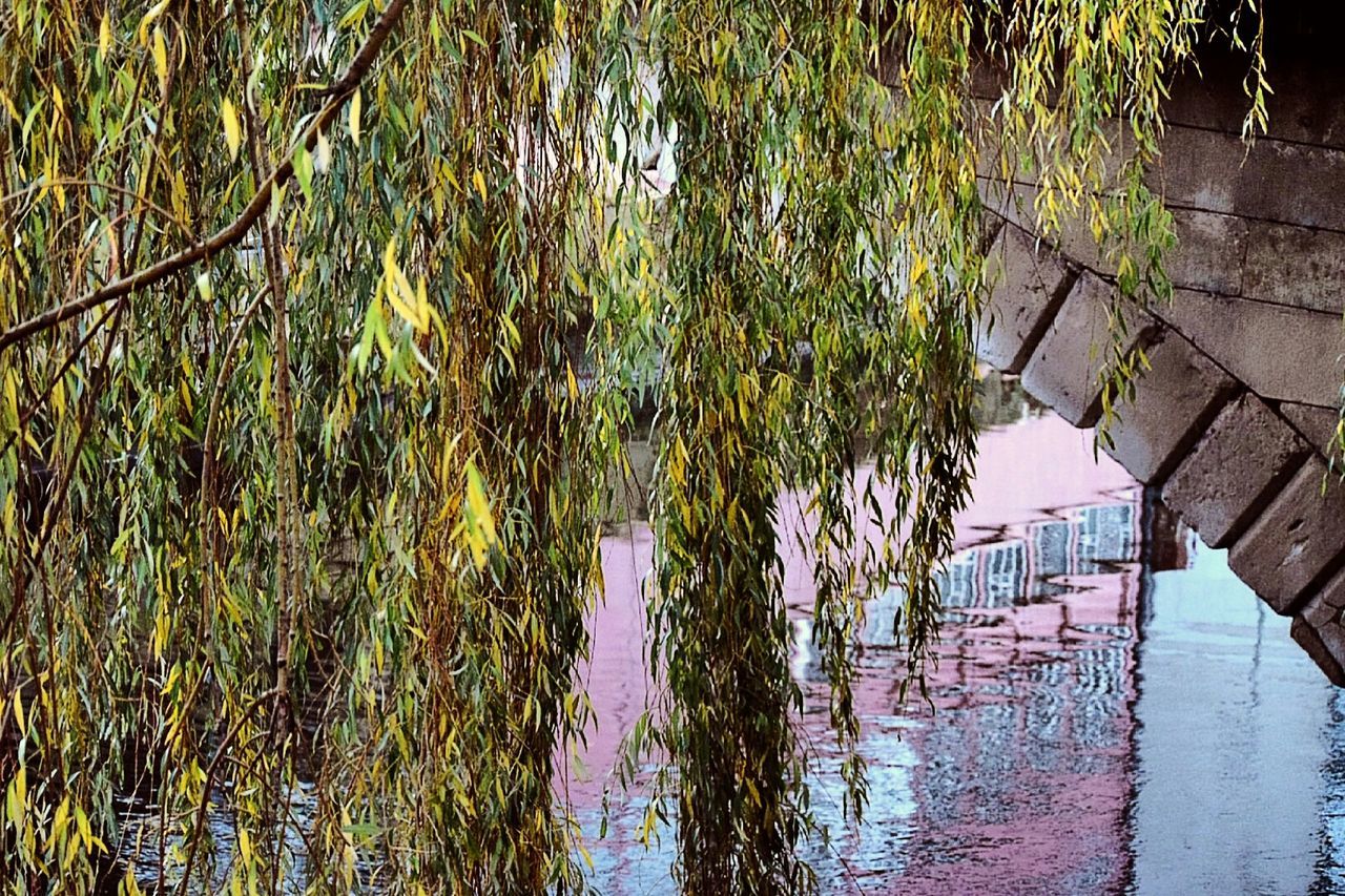 REFLECTION OF TREES ON WATER