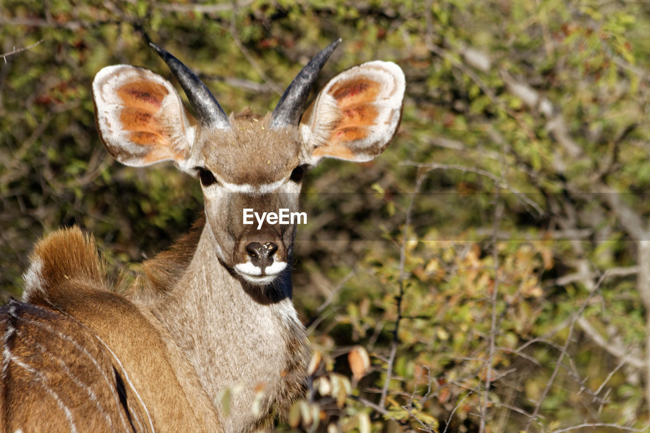 Adolescent kudu bull in namibia, africa