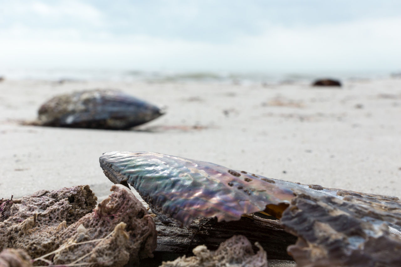 Close-up of shell on beach against ocean