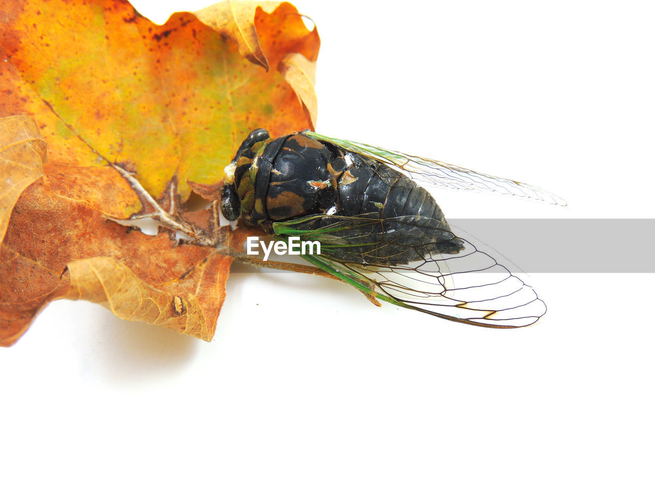 Close-up of insect feeding on autumn leaf against white background