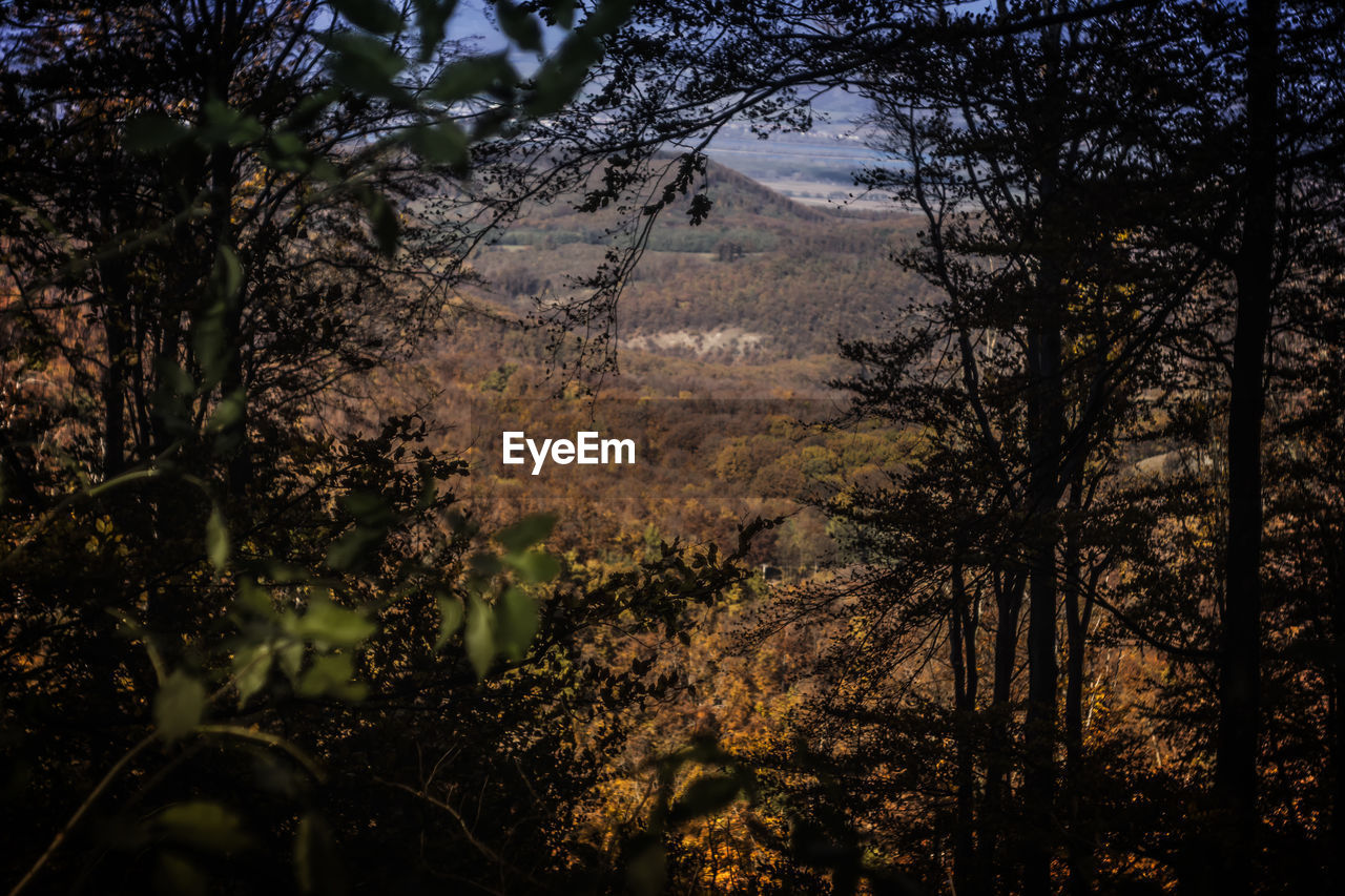 SCENIC VIEW OF FOREST AGAINST SKY