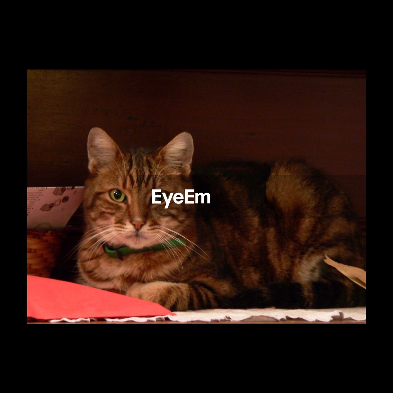 Portrait of cat sitting on table