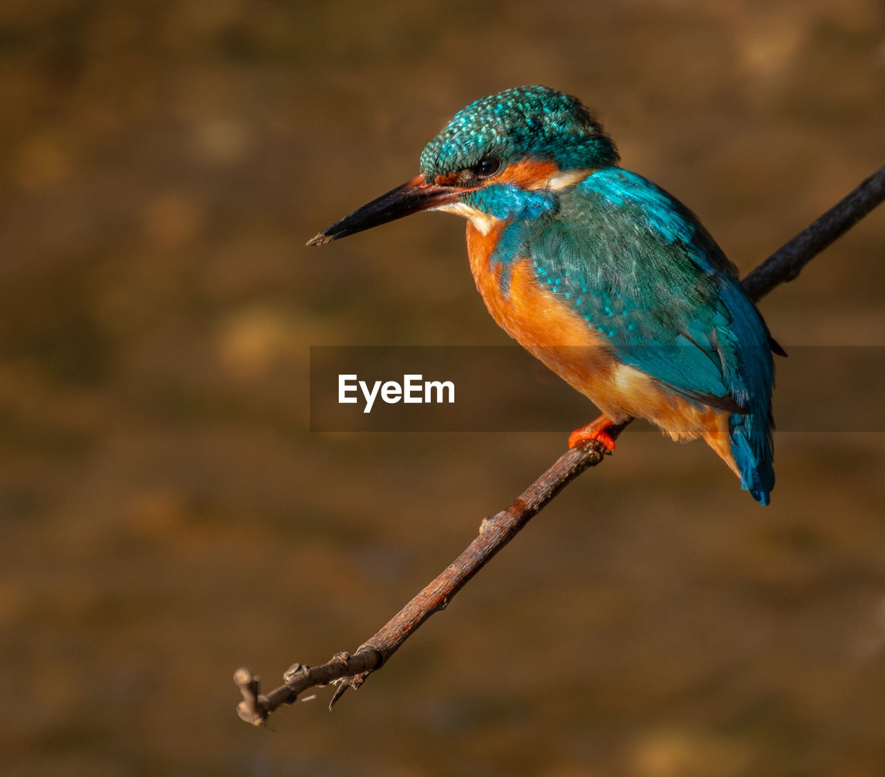 BIRD PERCHING ON A BRANCH