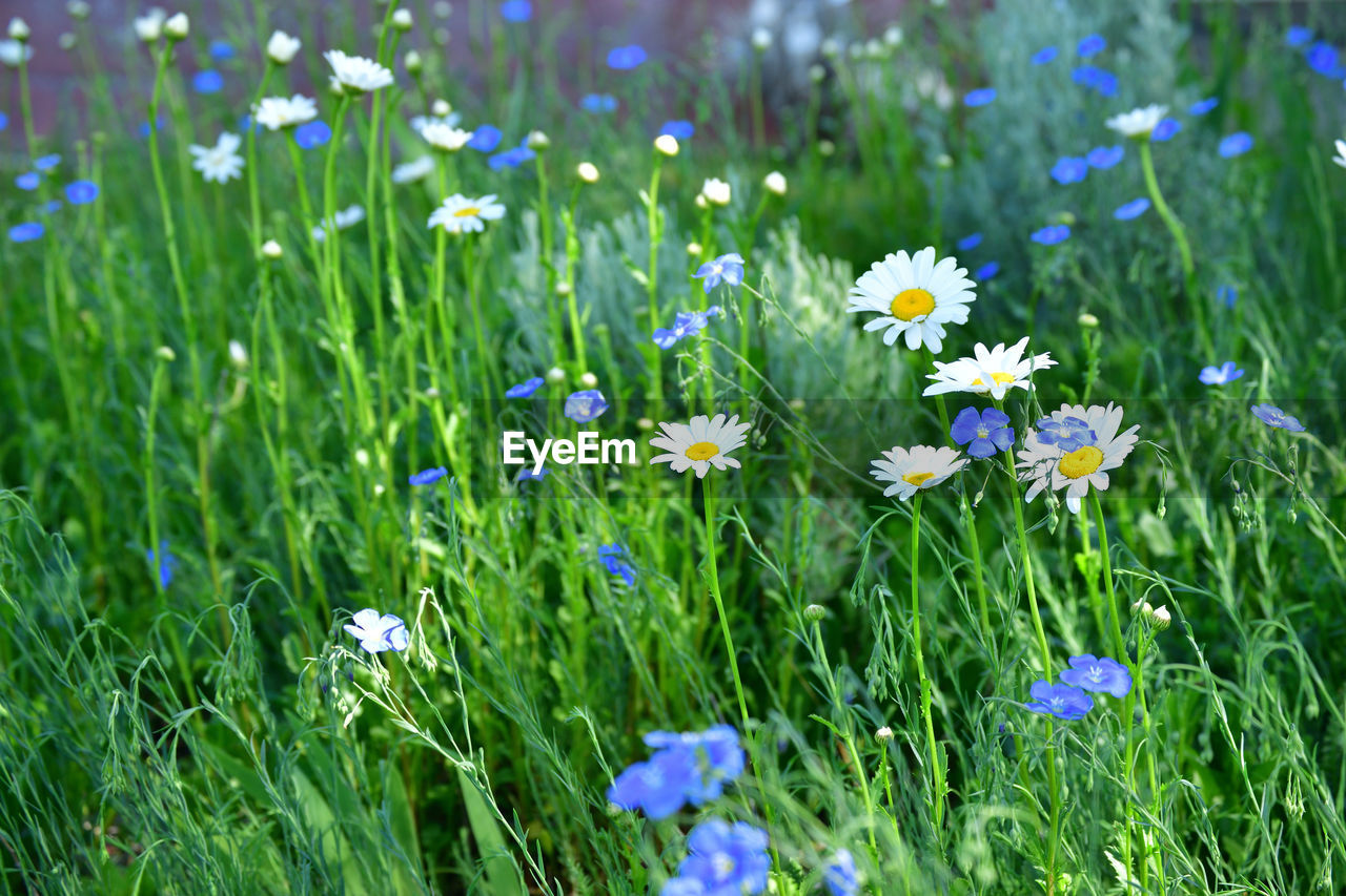 CLOSE-UP OF FLOWERS BLOOMING IN MEADOW