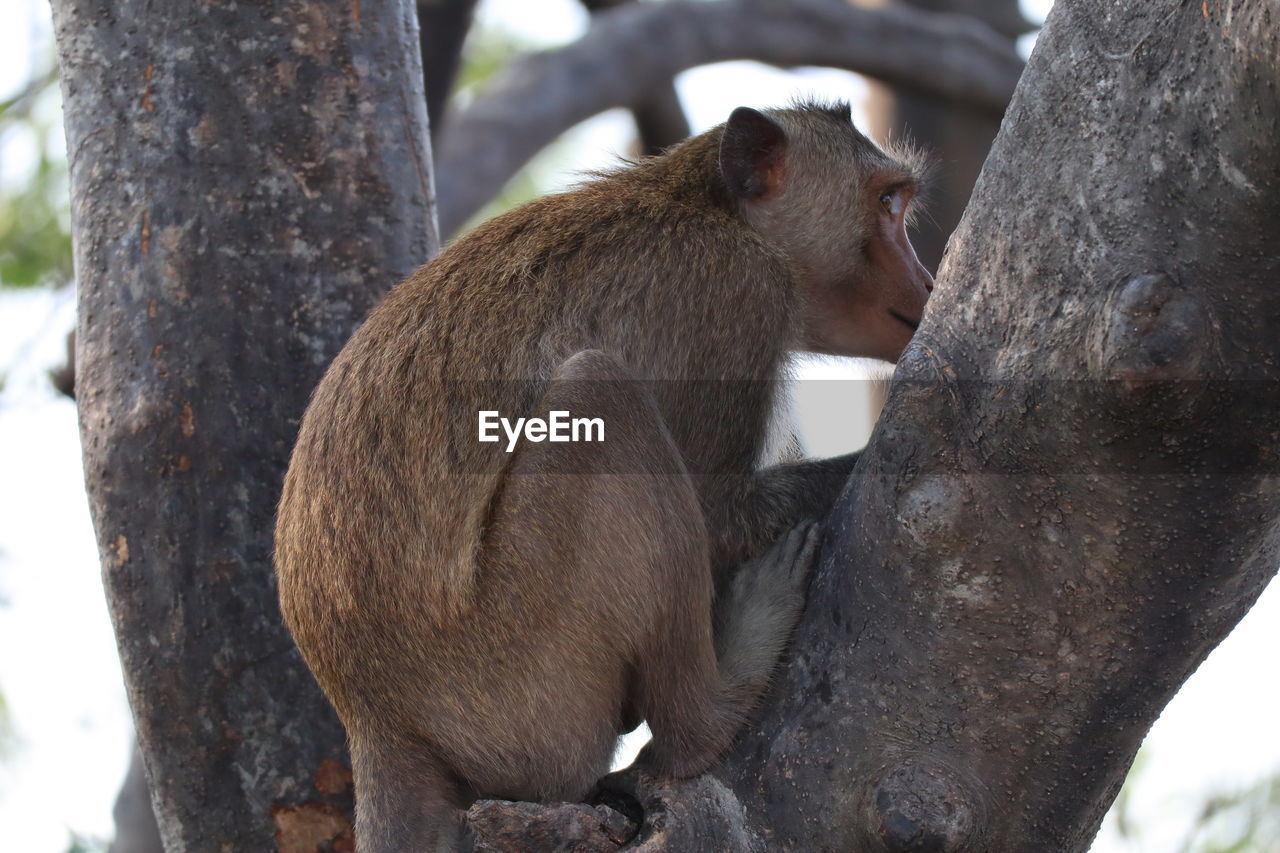 animal themes, animal, animal wildlife, mammal, wildlife, tree, trunk, one animal, tree trunk, primate, monkey, nature, no people, plant, sitting, outdoors, day, branch, focus on foreground, relaxation, zoo, ape, side view