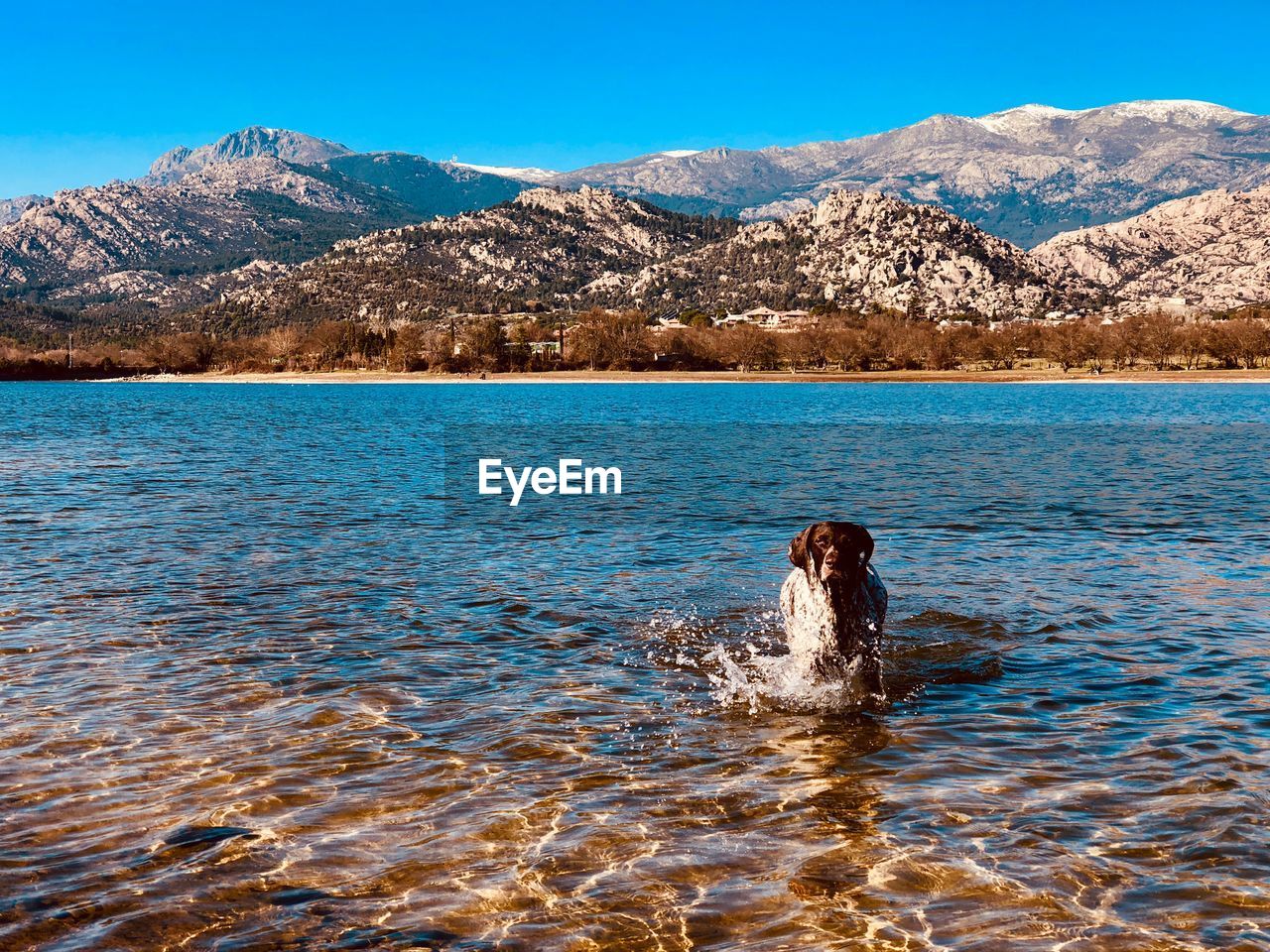 DOG SWIMMING IN LAKE AGAINST MOUNTAINS