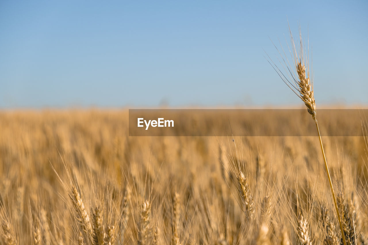 Wheat field against sky